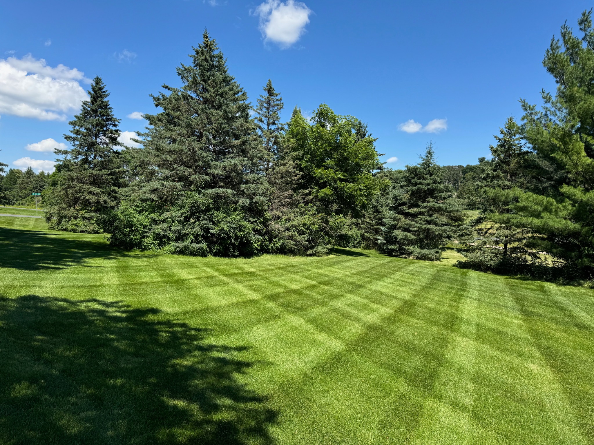 Striped green lawn bordered by mature evergreen trees.